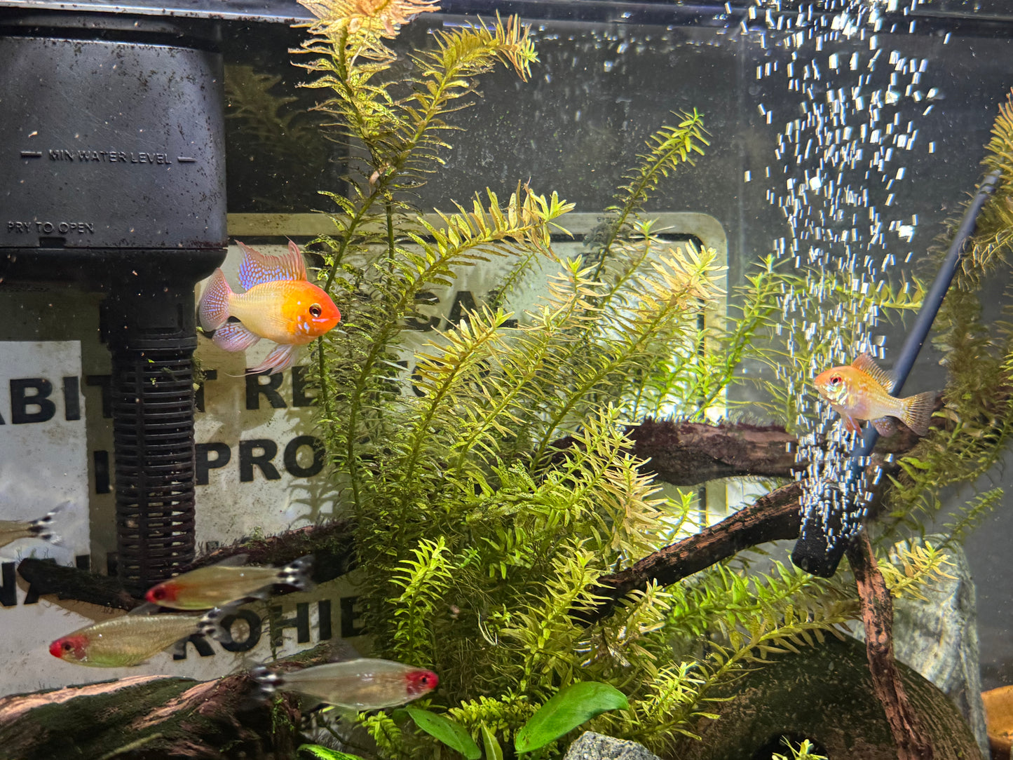 Gold Ram Pair