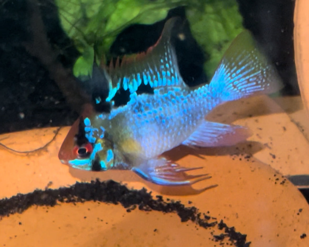 German Blue Ram Pair