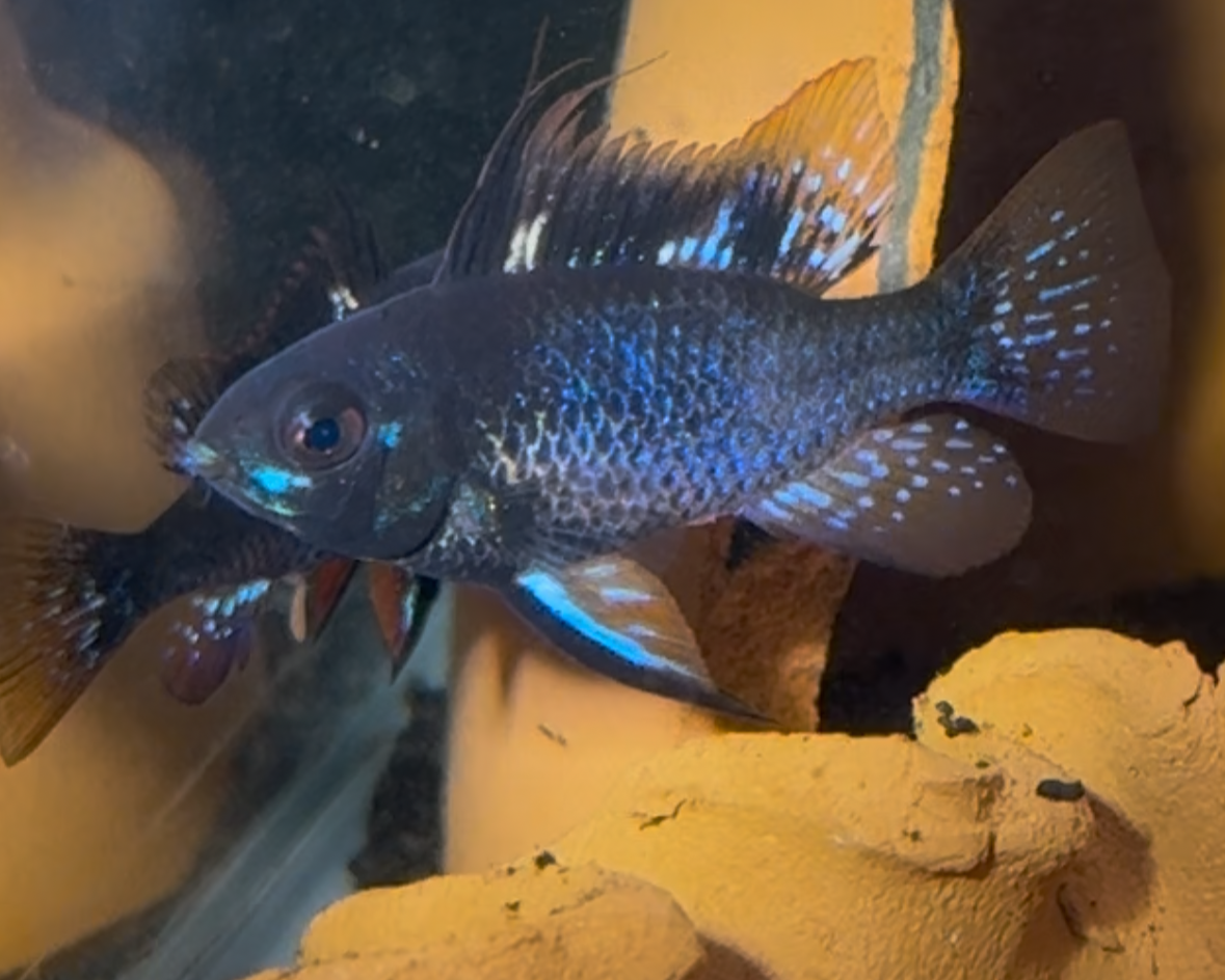 Black Ram Pair