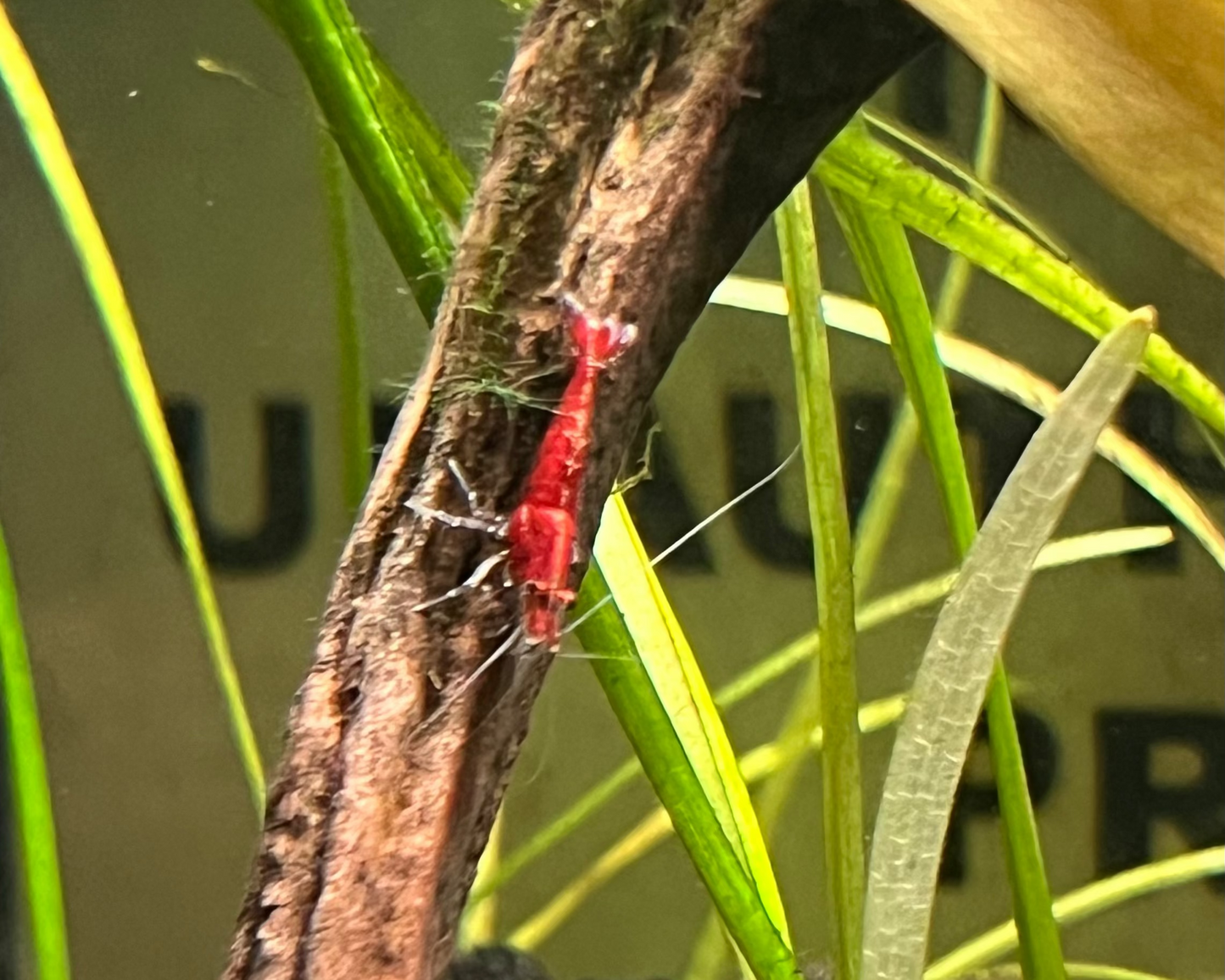 Red Cherry Shrimp