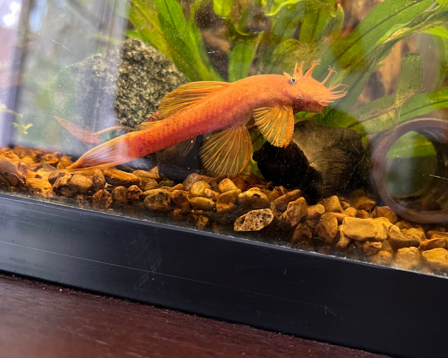 Super Red Bristlenose Pleco