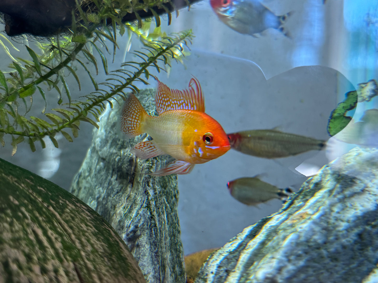 Male