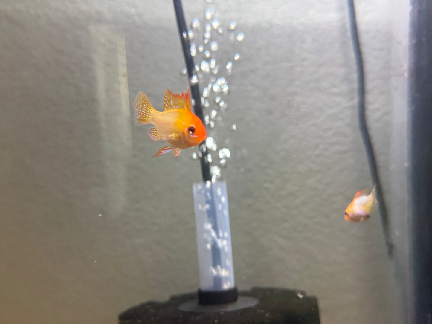 Gold Ram Pair