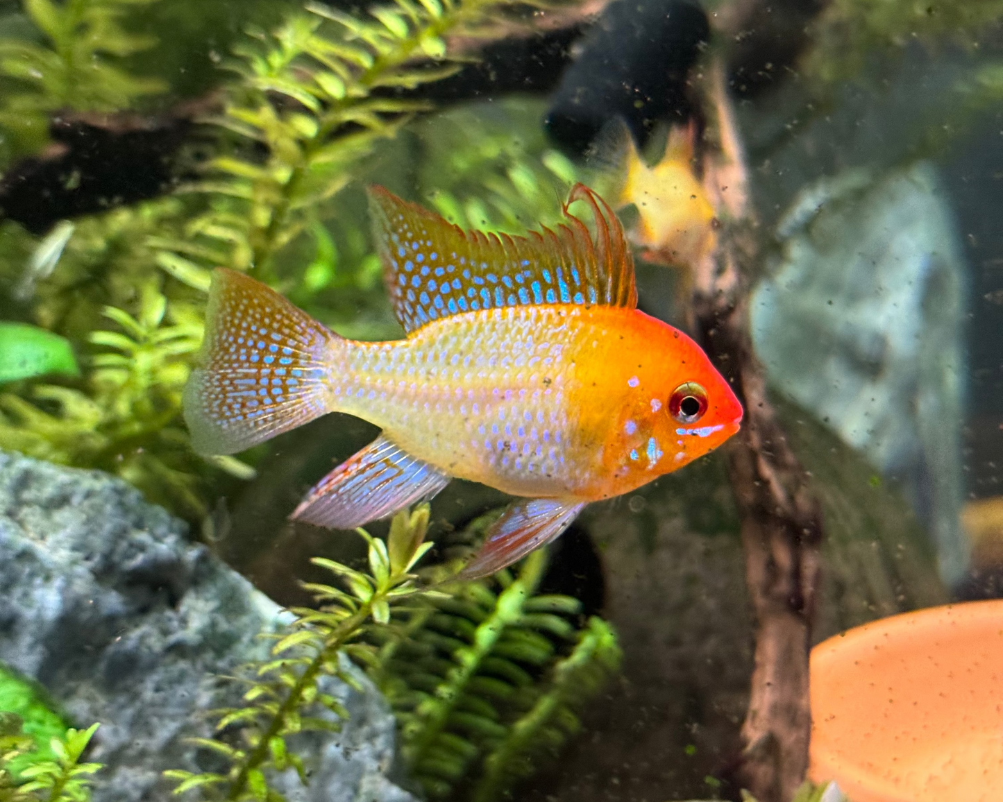 Gold Ram Pair