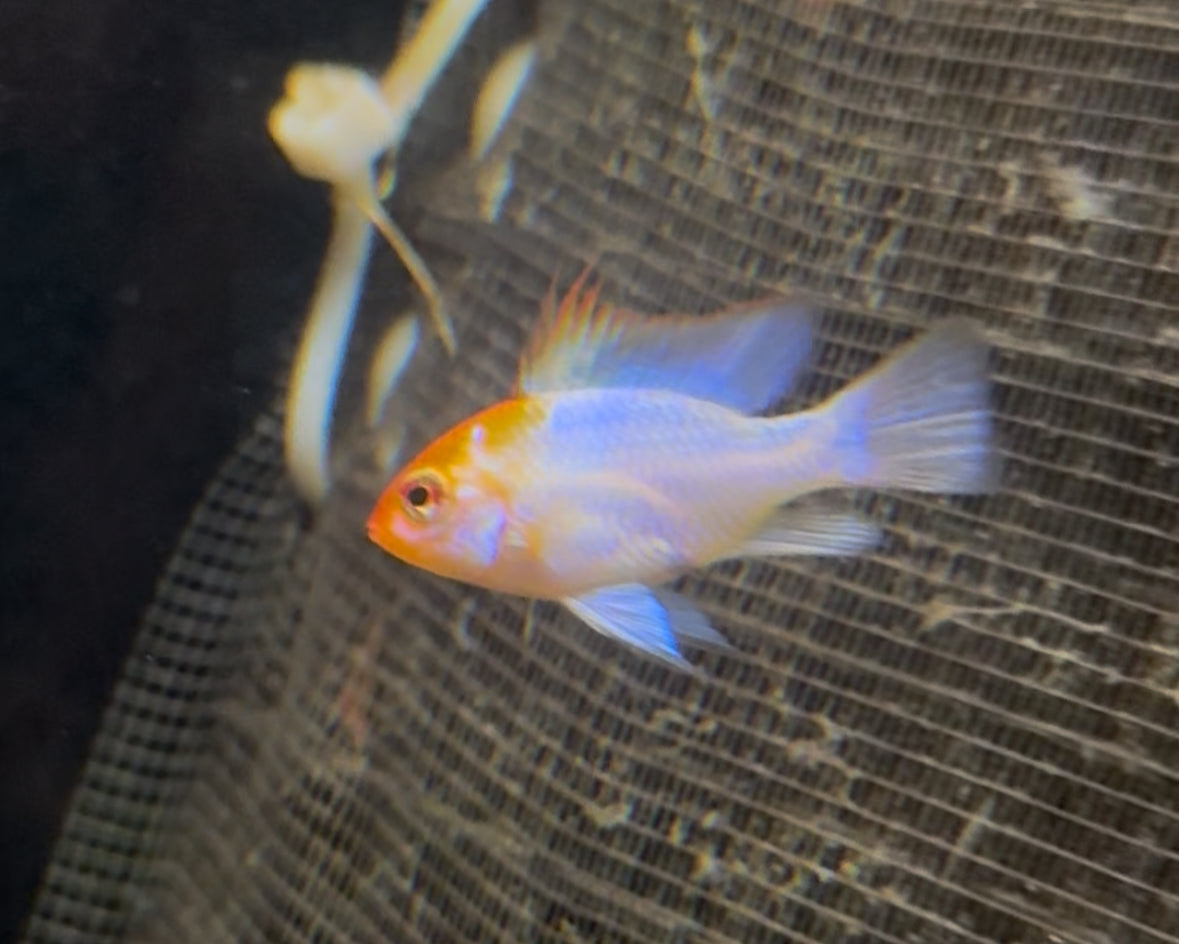 Powder Blue Rams Pair