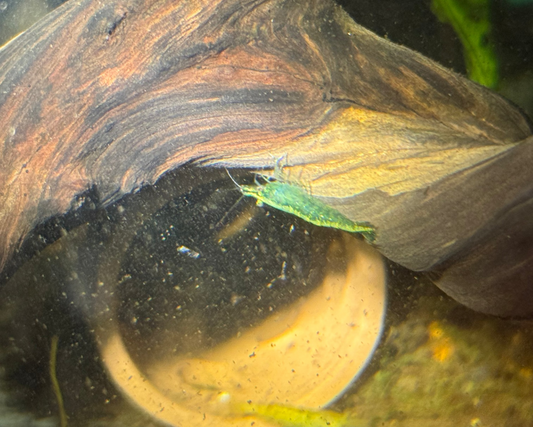 Green Jade Shrimp