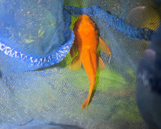 Super Red Bristlenose Pleco