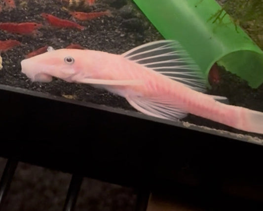 Snow White Bristlenose Pleco (L144)