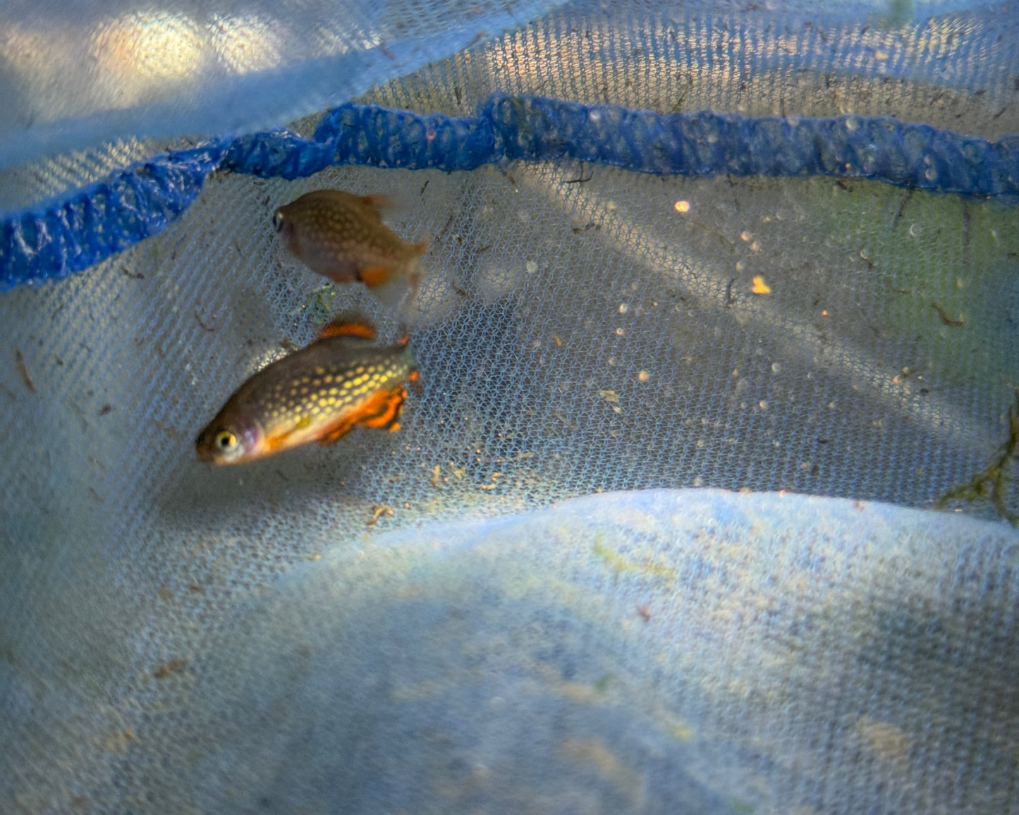 Celestial Pearl Danio