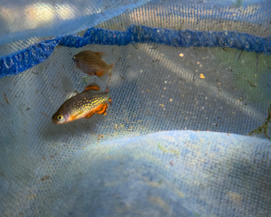 Celestial Pearl Danio