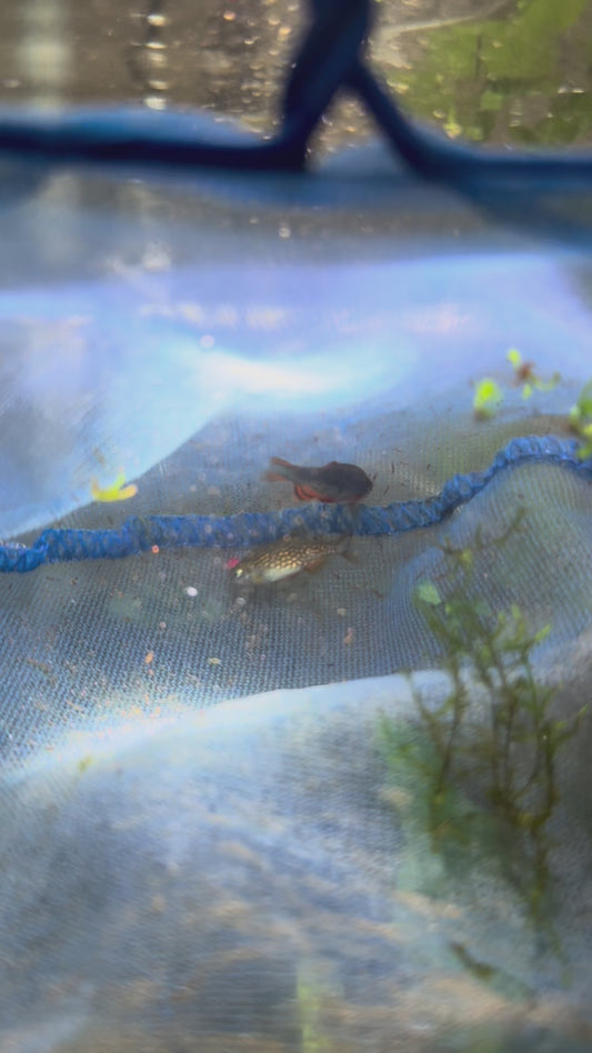Celestial Pearl Danio